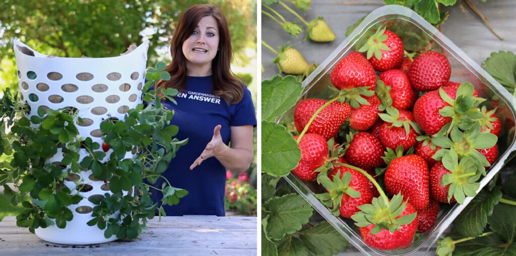 How to Grow Strawberries Using a Dollar Store Laundry Basket – Useful Tips